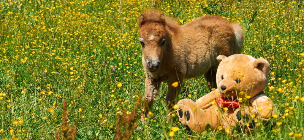 poney, shetland, poney shetland, champ, fleurs, nature, lien, animal, enfant, douceur, petite taille